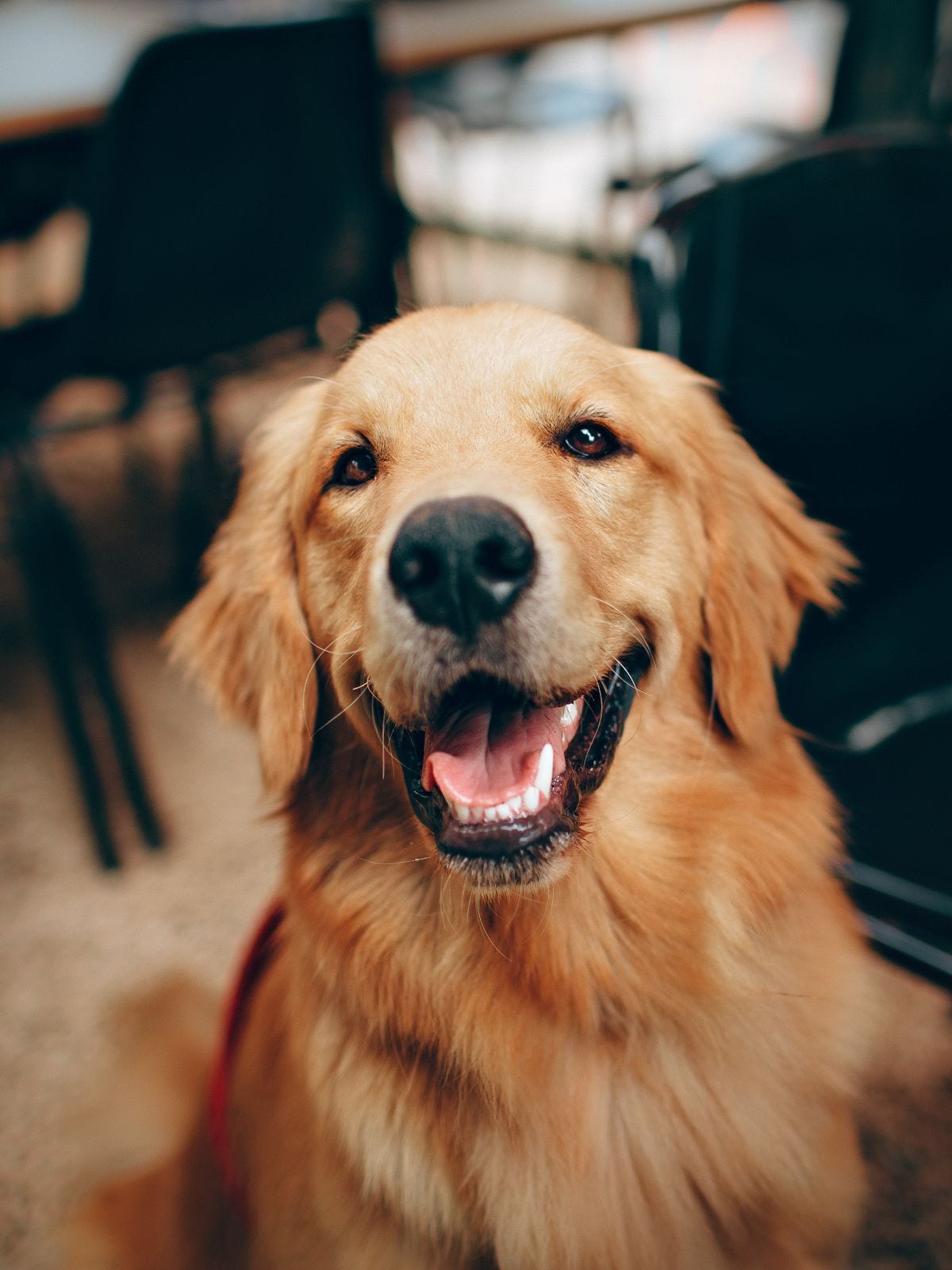 A happy dog resting at home on a warm wooden floor