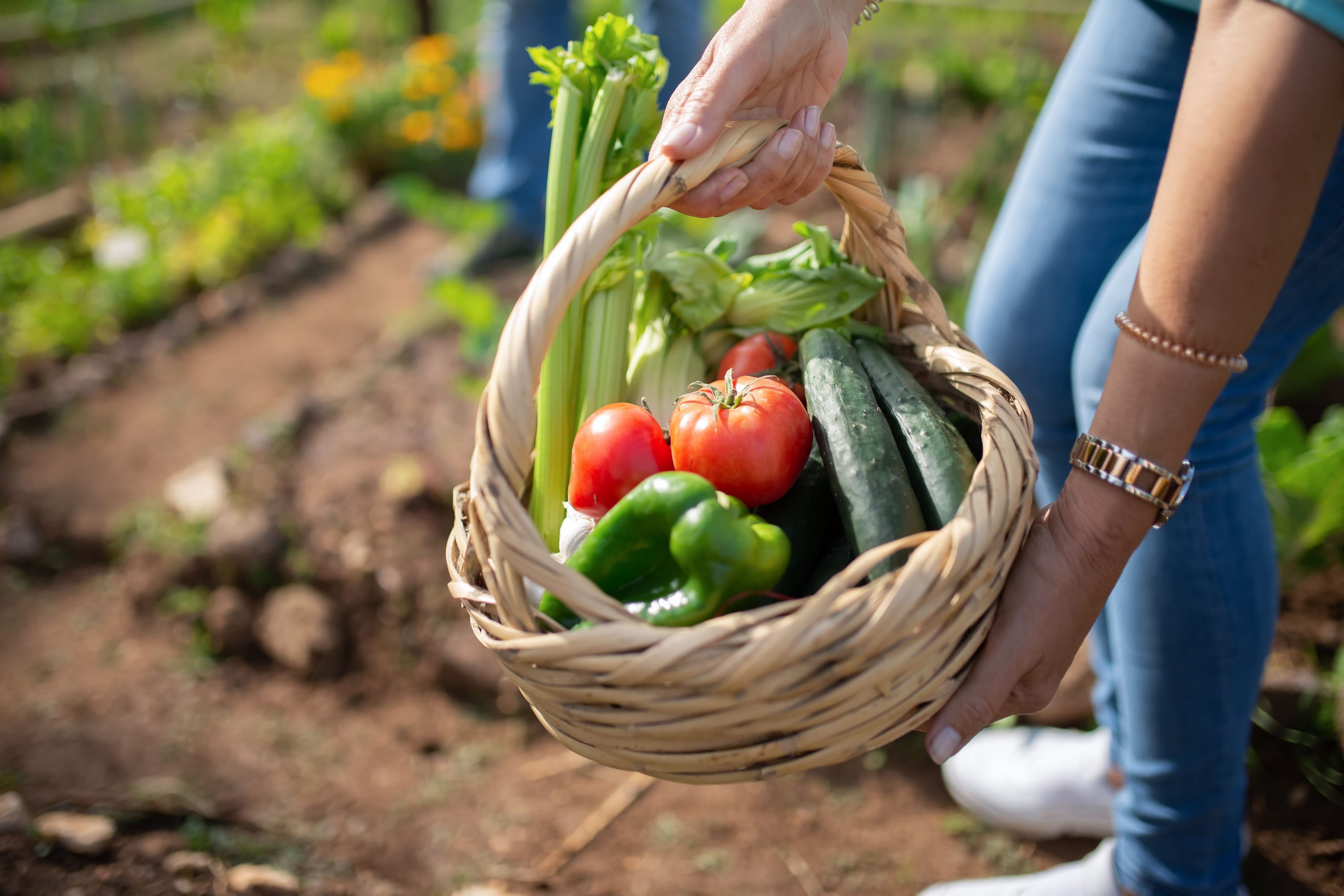 A wicker basket of freshly harvested autumn vegetables held in a sunny garden