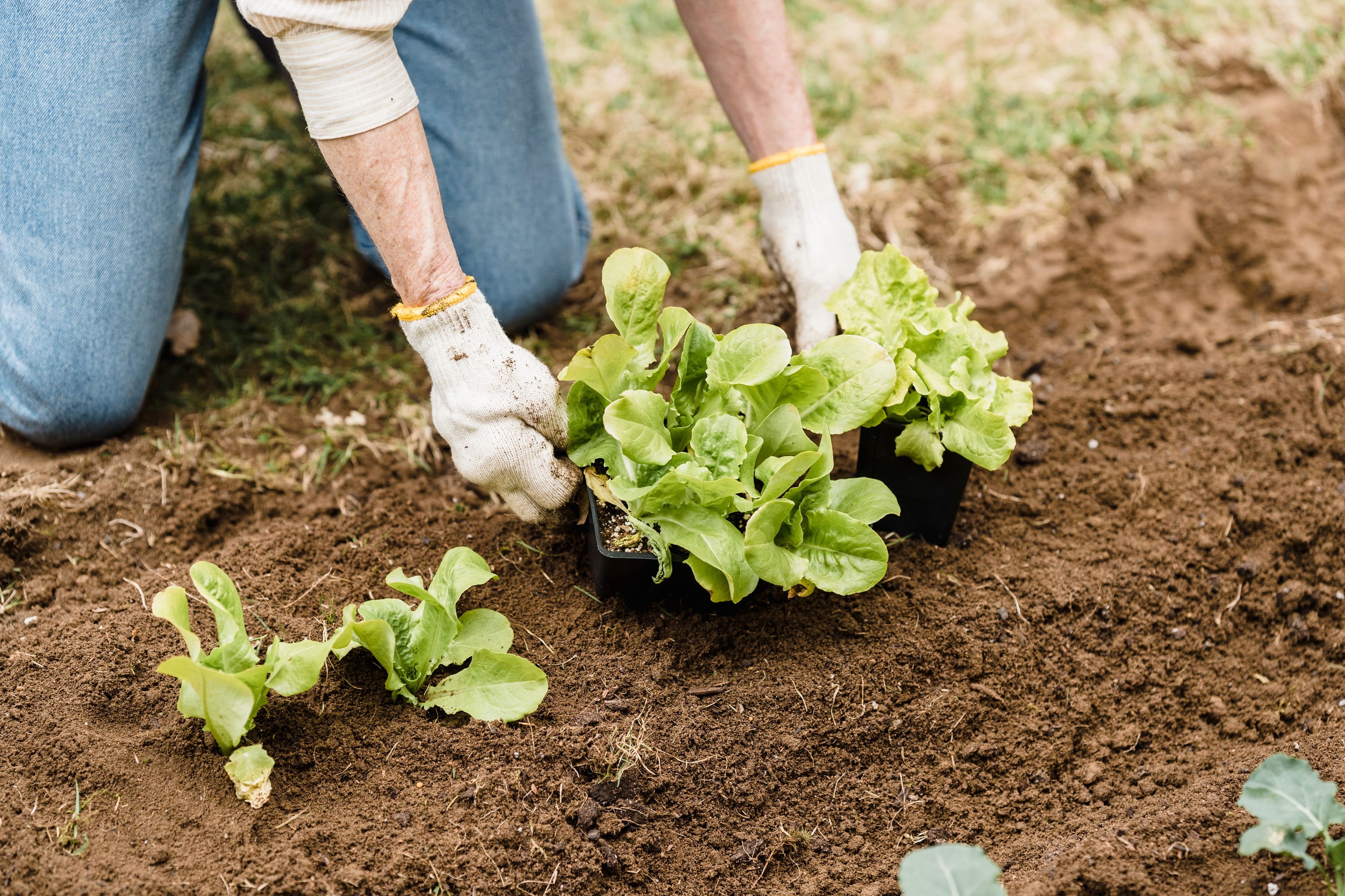 Gloved hands setting a tray of summer lettuce seedlings into worked garden soil